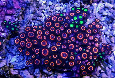 Zoanthids