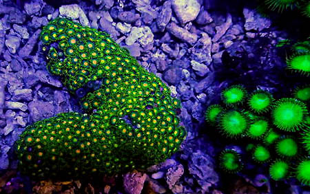 Zoanthids