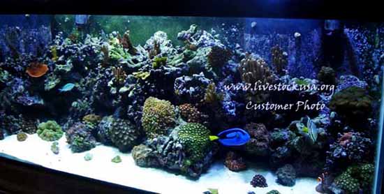 Reef Tank