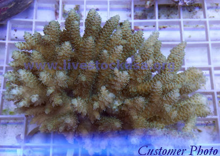 Fiji Acropora