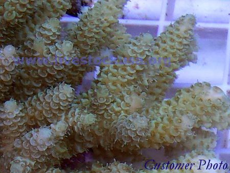 Fiji Acropora