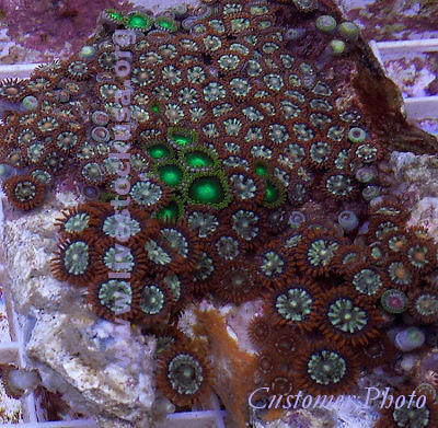 Tonga Zoanthids