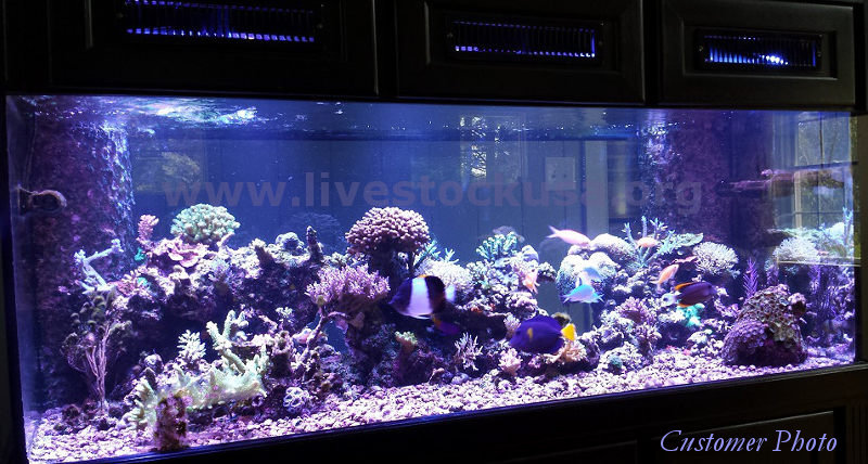 Reef Tank