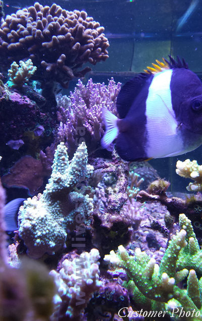 Reef Tank