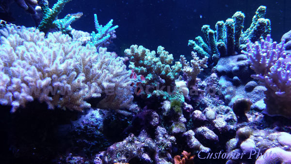 Reef Tank