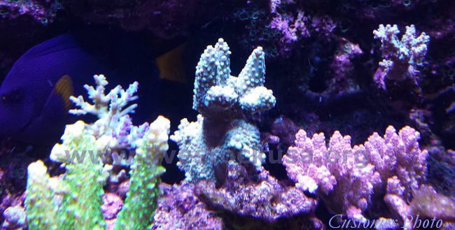 Reef Tank