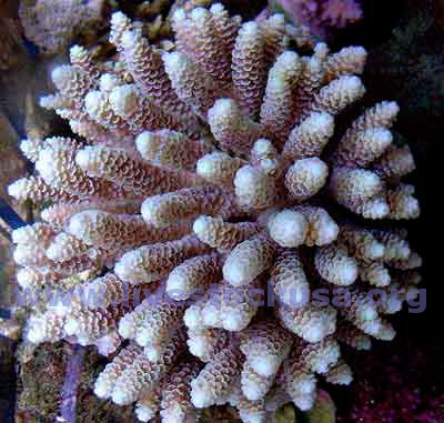 Acropora millepora