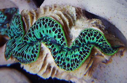 Maxima Clam