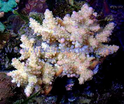 Acropora