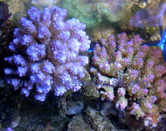 Acropora