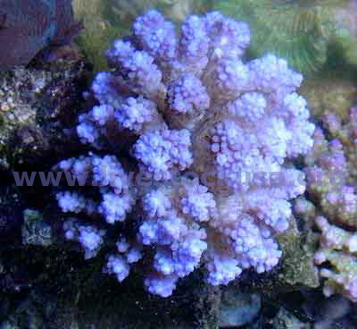 Acropora