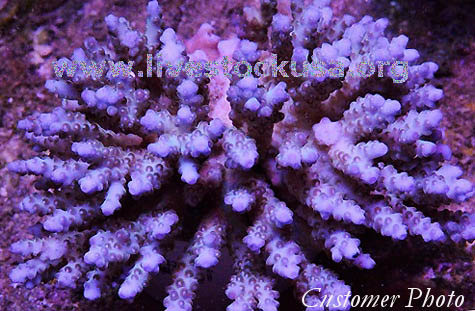 Tonga Acropora