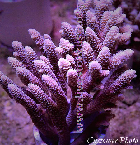 Tonga Acropora