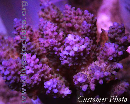 Tonga Acropora