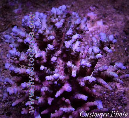 Tonga Acropora