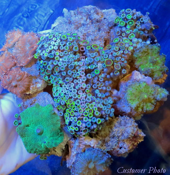 Vietnam Corals