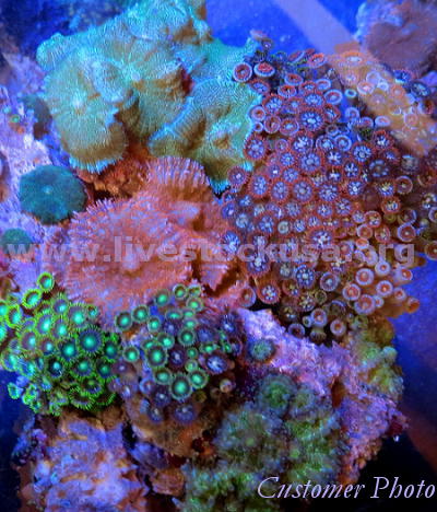 Vietnam Corals