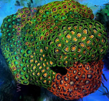 Vietnam Zoanthids