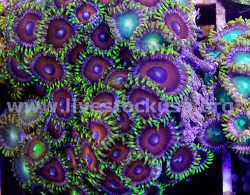 Vietnam Zoas