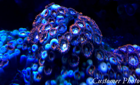 Vietnam Zoanthids