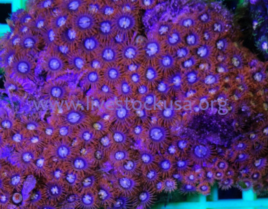 Vietnam Zoanthids