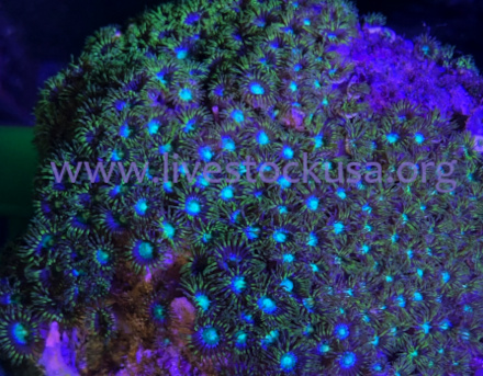 Vietnam Zoanthids