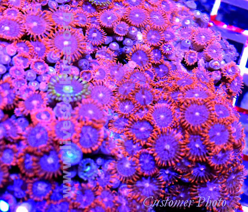 Vietnam Zoanthids