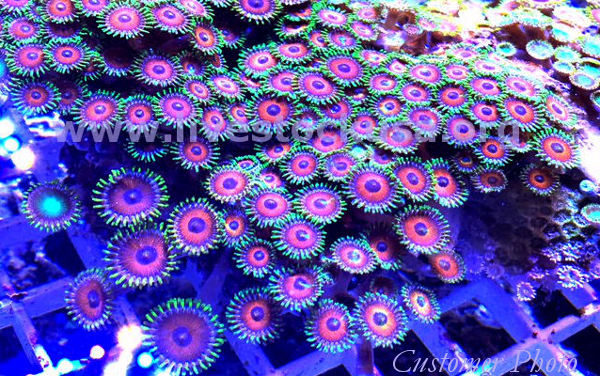 Vietnam Zoanthids