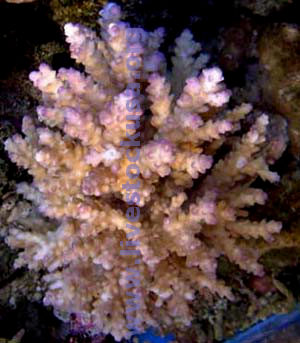 Acropora