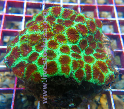 Acan