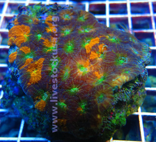 Acan