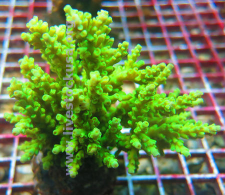 Acropora