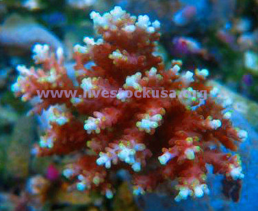 Acropora