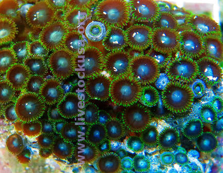 Zoanthids