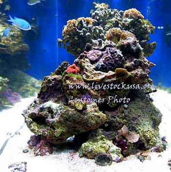 Reef Tank