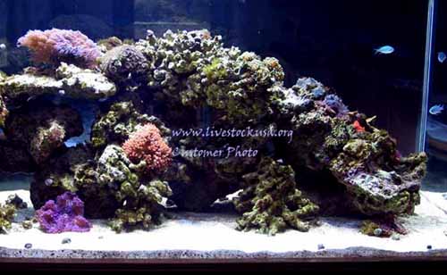 Reef Tank