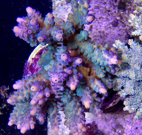 Australian Acropora