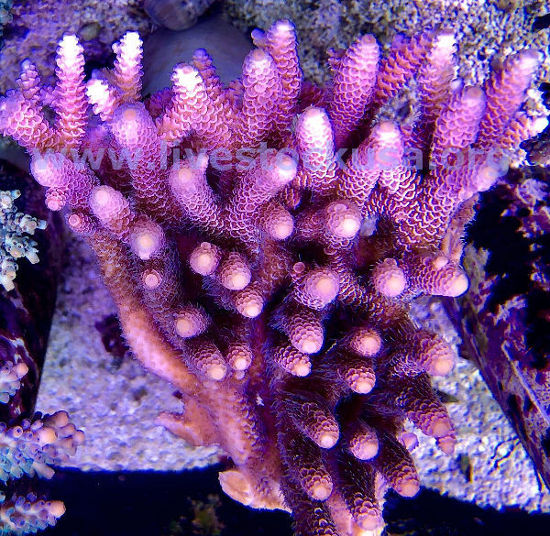 Australian Acropora