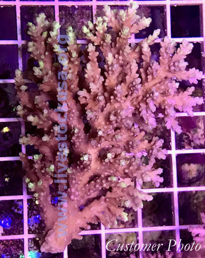 Australian Acropora