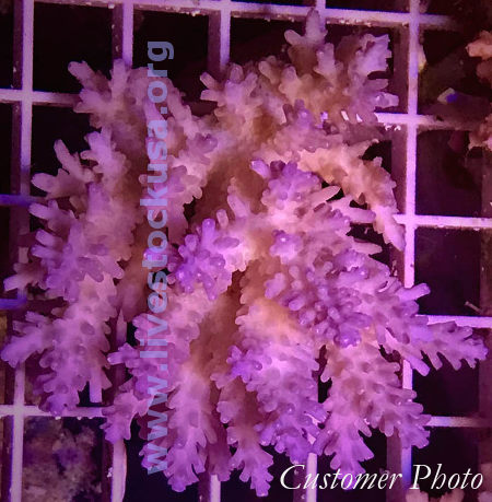 Australian Acropora