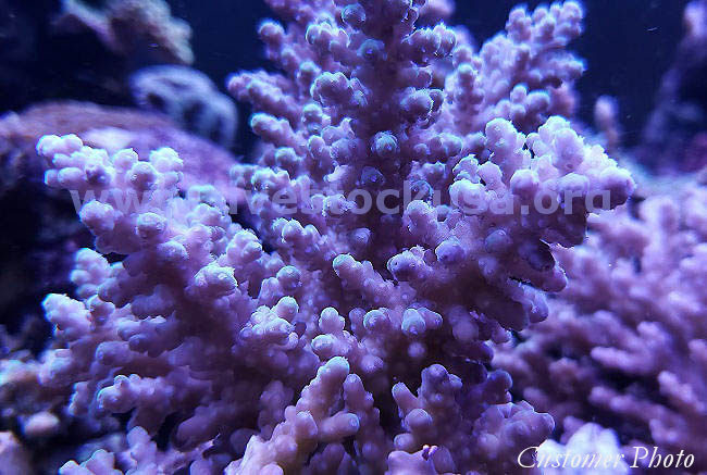 Australian Acropora