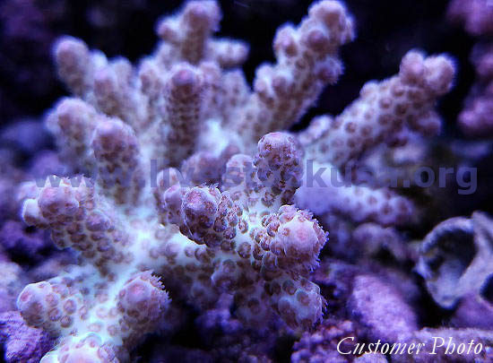 Australian Acropora