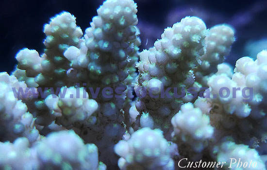 Australian Acropora