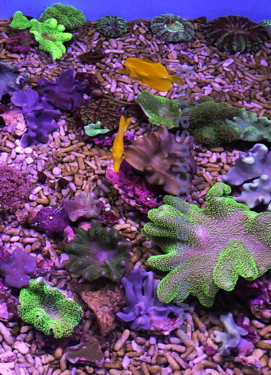 Australia Leather Corals