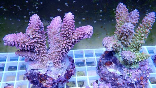 Bali Acropora