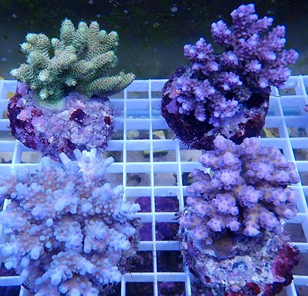 Bali Acropora