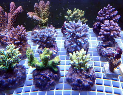 Bali Acropora