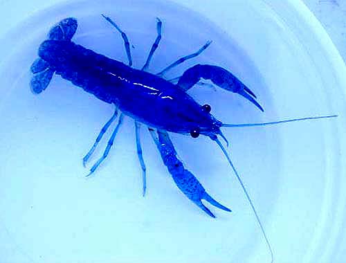 Blue Lobster