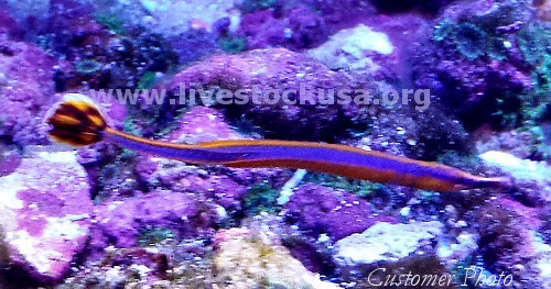 Bluestripe Pipefish