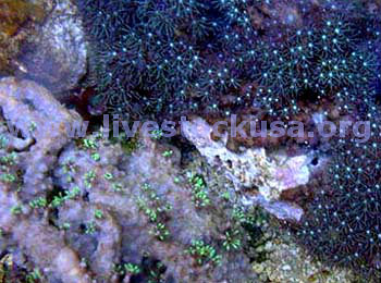 Briareum and Star Polyps